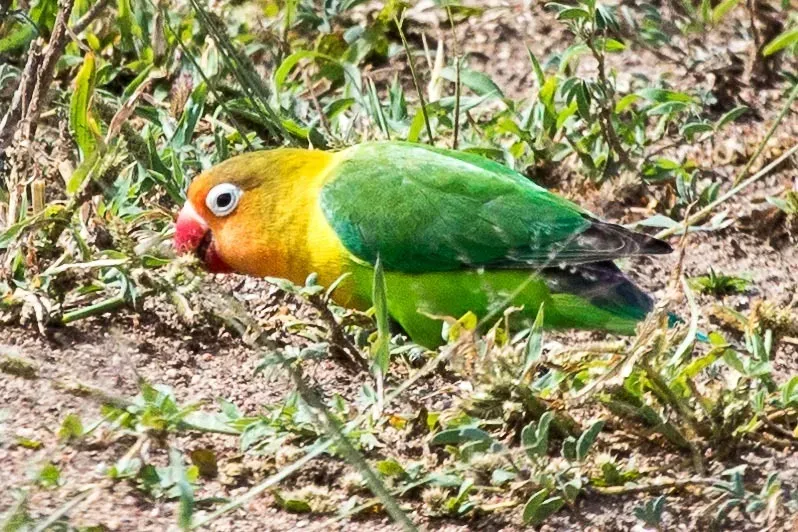 File:Agapornis fischeri 230471589.jpg