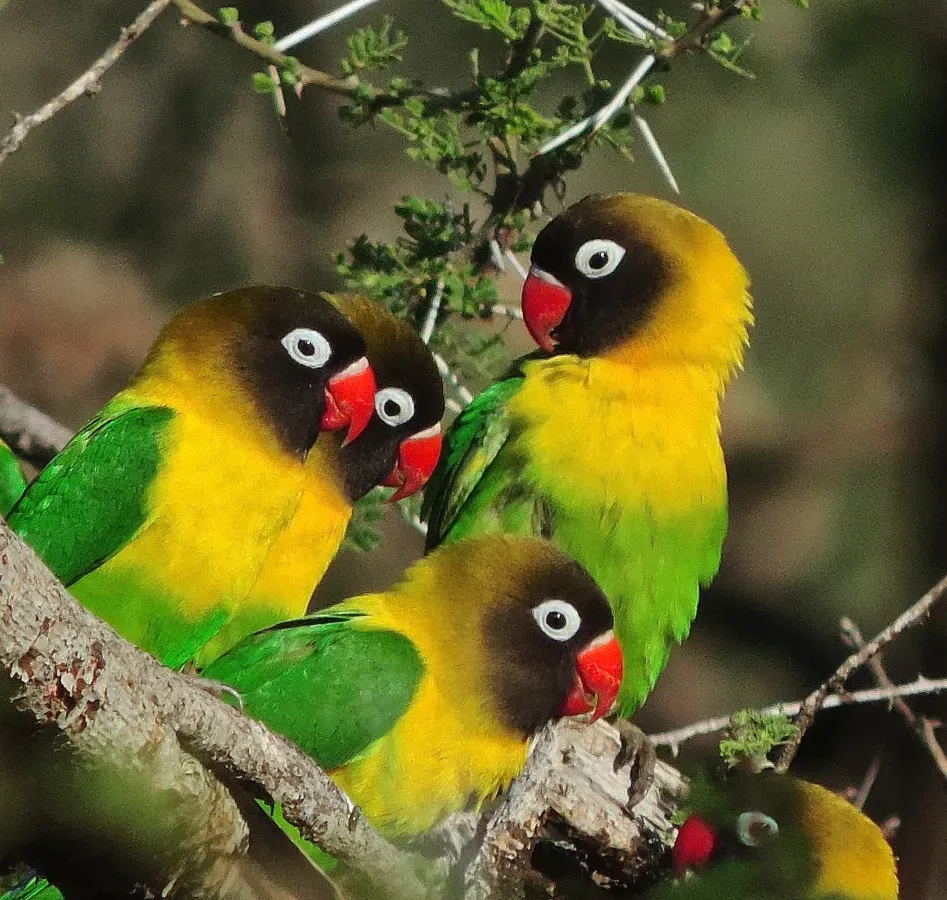 File:Agapornis personatus 46237534.jpg