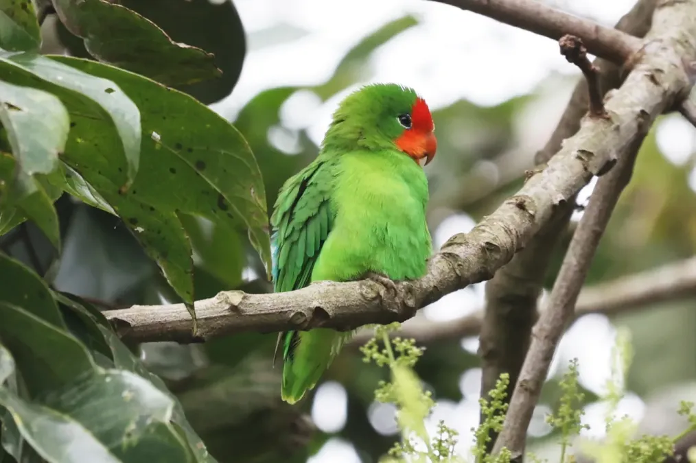 File:Agapornis pullarius 243325240.jpg