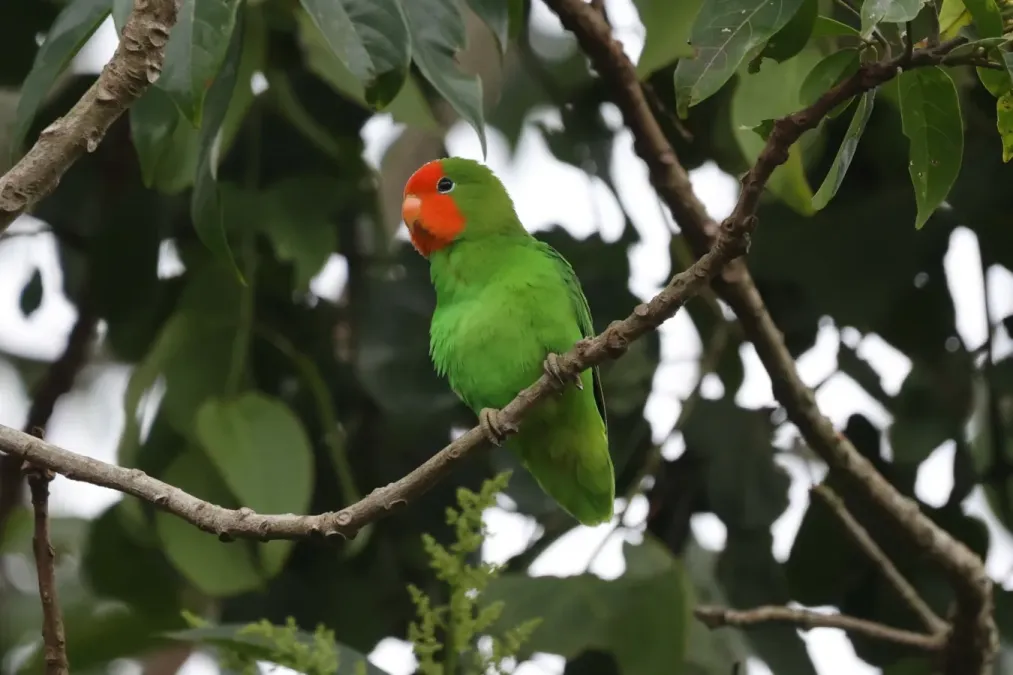 File:Agapornis pullarius ugandae 242345502.jpg