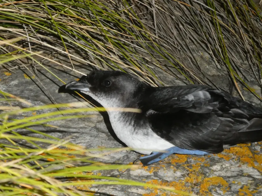 File:Pelecanoides urinatrix urinatrix 102016513.jpg