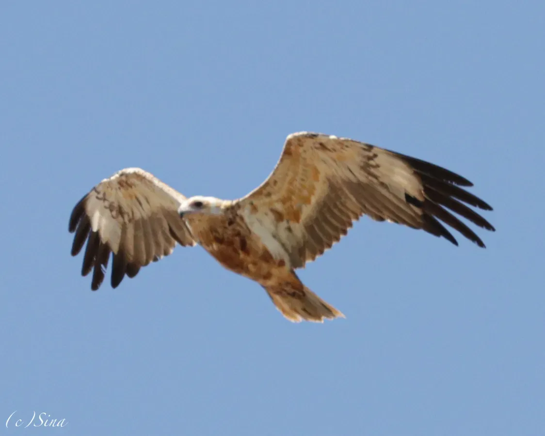 File:Hamirostra melanosternon 249331692.jpg