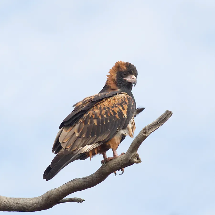 File:Hamirostra melanosternon 73274017.jpg
