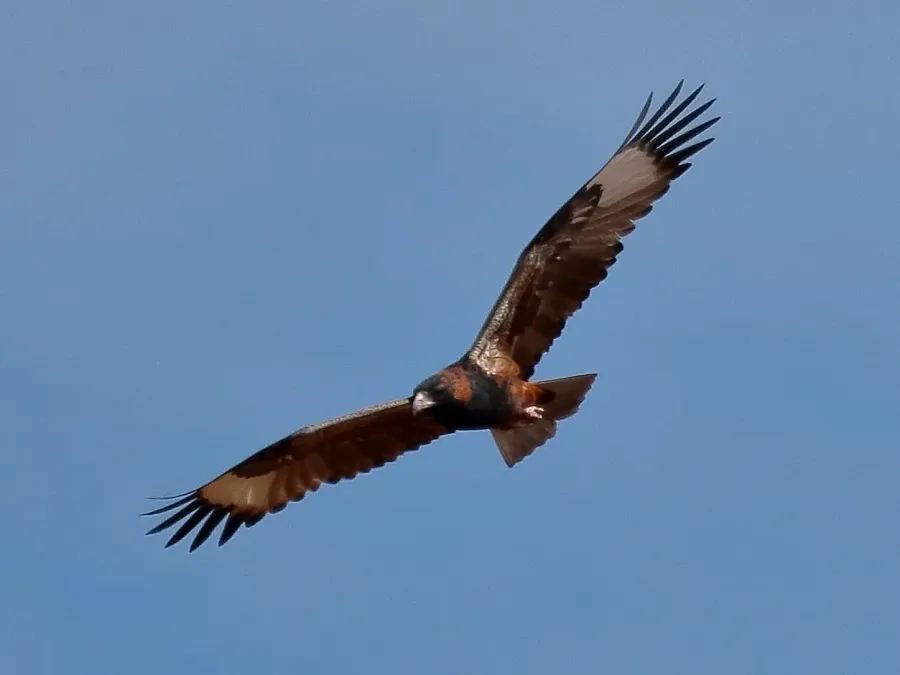 File:Hamirostra melanosternon 49730466.jpg