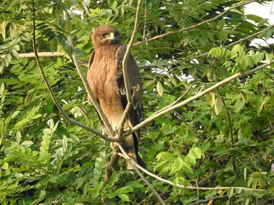 File:Clanga hastata 248934530.jpg
