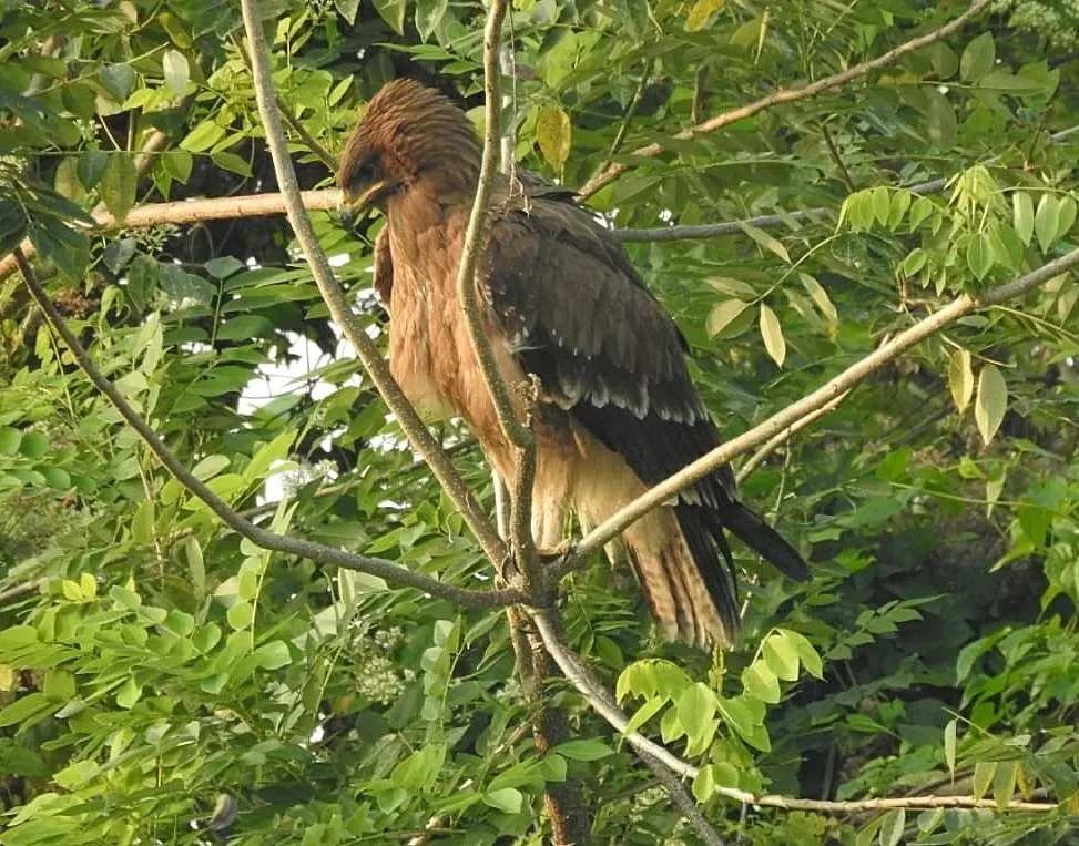 File:Clanga hastata 248934518.jpg