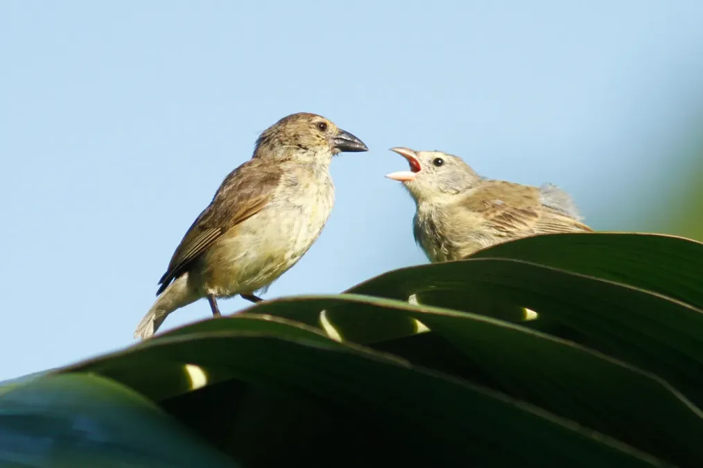 File:Camarhynchus pallidus 12789263.jpg