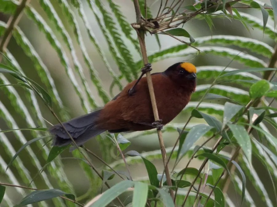 File:Catamblyrhynchus diadema 63833323.jpg