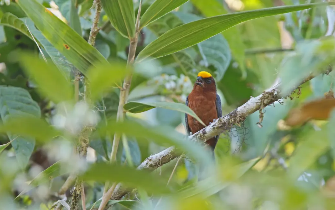 File:Catamblyrhynchus diadema 104827511.jpg
