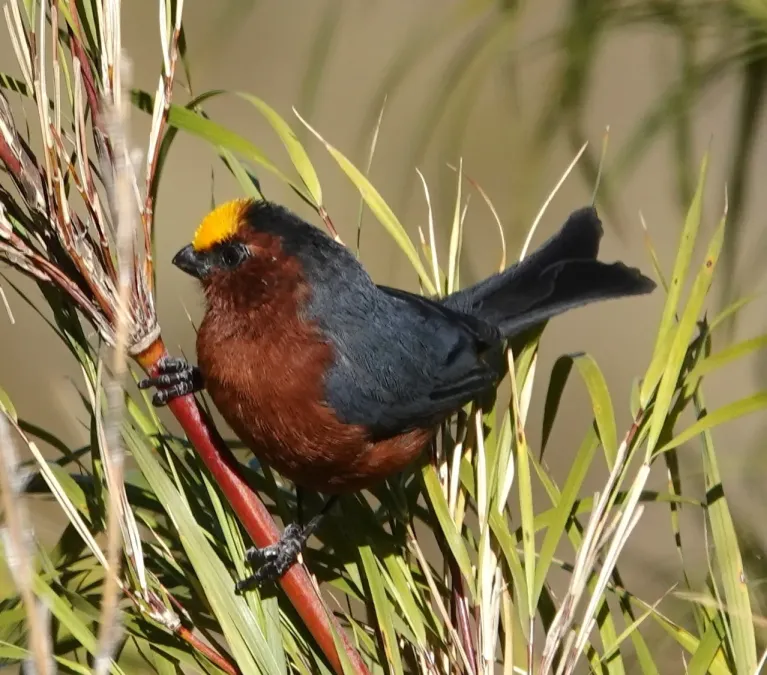 File:Catamblyrhynchus diadema 181602553.jpg