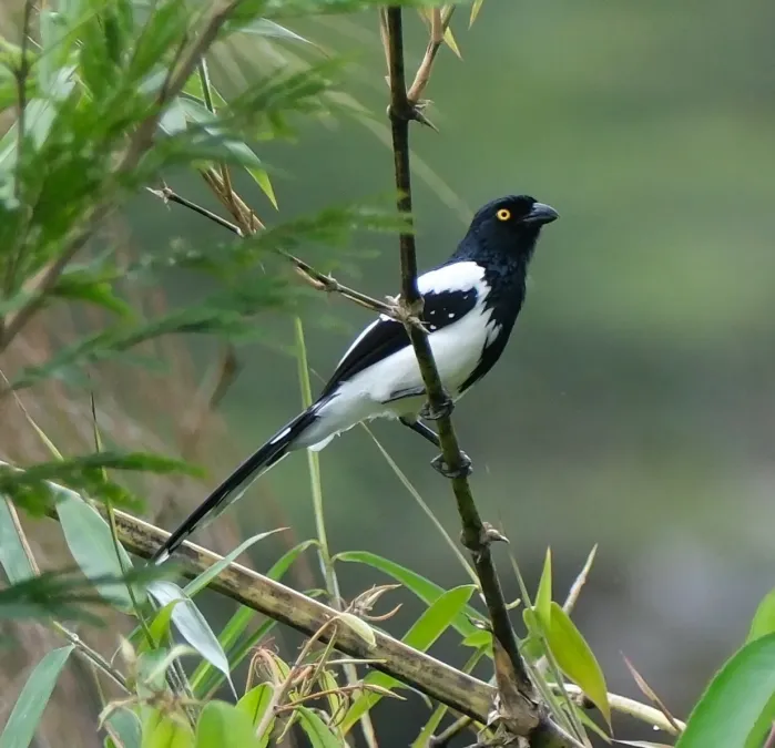 File:Cissopis leverianus 254837229.jpg
