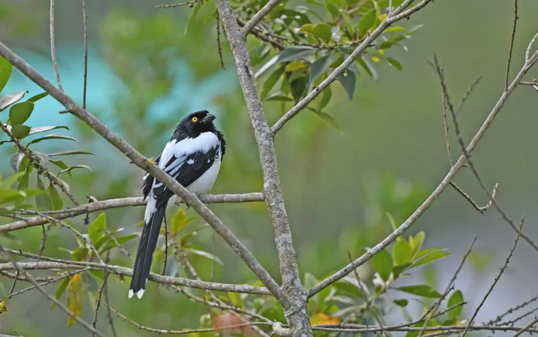 File:Cissopis leverianus 237112297.jpg