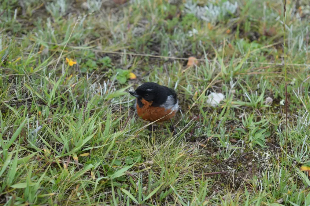 File:Diglossa brunneiventris 158921254.jpg