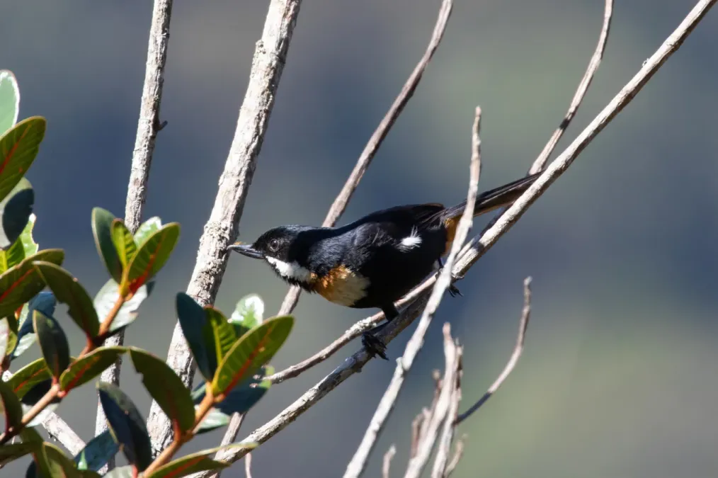 File:Diglossa mystacalis 102948715.jpg