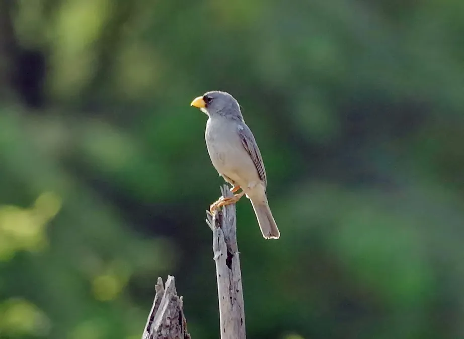 File:Piezorina cinerea 55099144.jpg