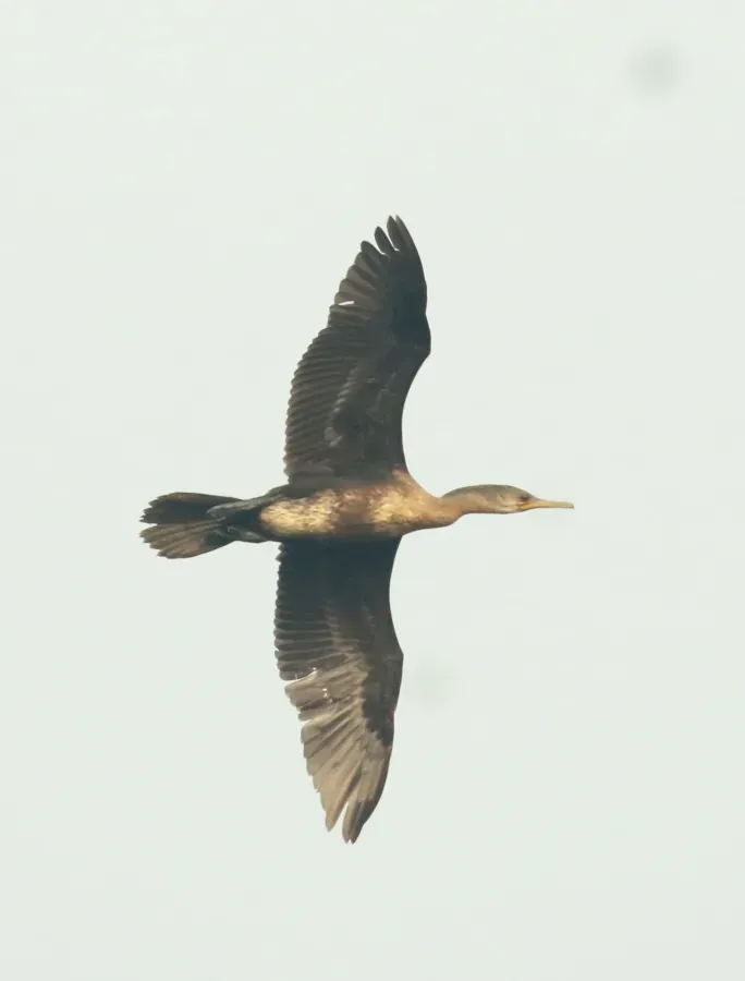 File:Indian cormorant or Indian shag (Phalacrocorax fuscicollis) flight.jpg