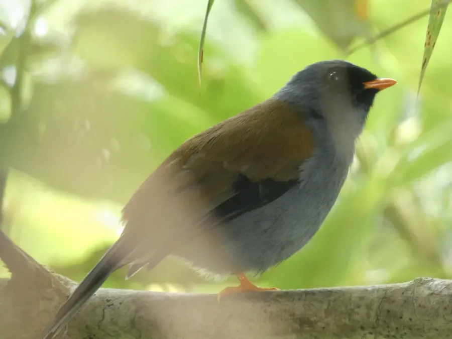 File:Myadestes coloratus.jpg