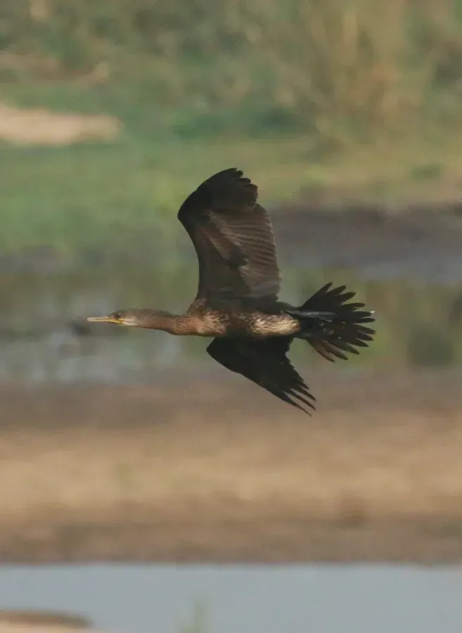 File:Indian cormorant or Indian shag ,Phalacrocorax fuscicollis, flight.jpg