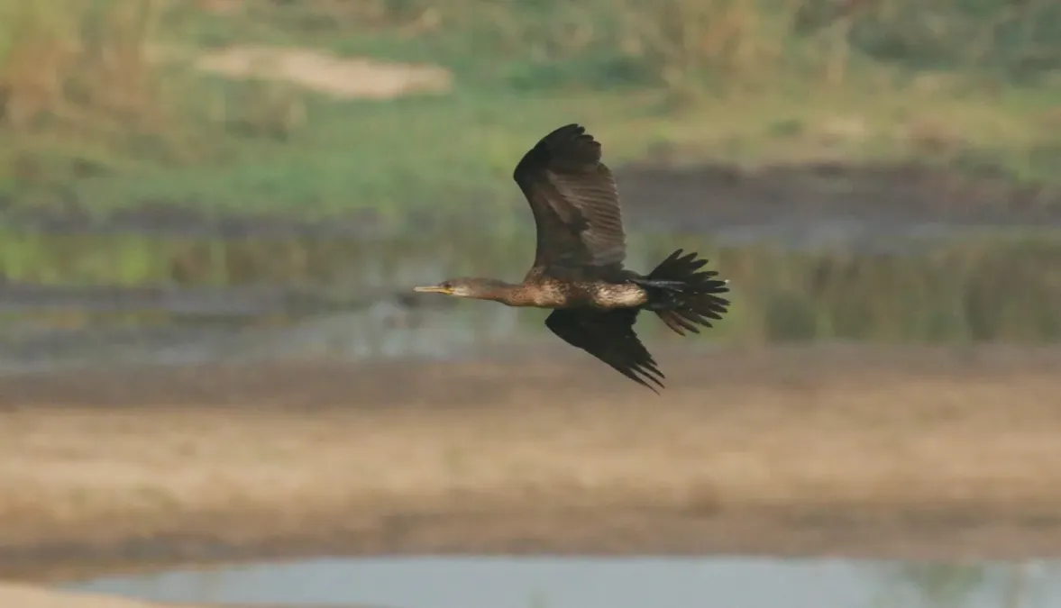 File:Indian cormorant or Indian shag (Phalacrocorax fuscicollis)- flight.jpg