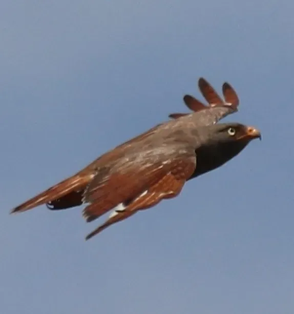 File:Butastur liventer 231639457.jpg