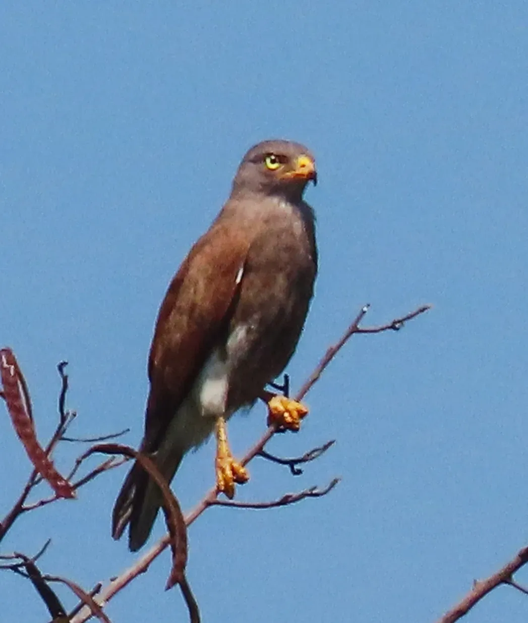 File:Butastur liventer 239274488.jpg