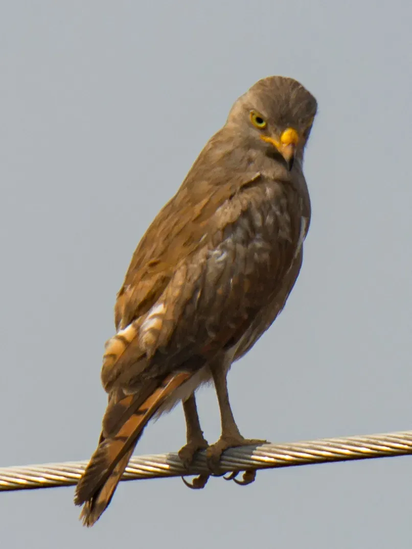 File:Butastur liventer 64607617.jpg