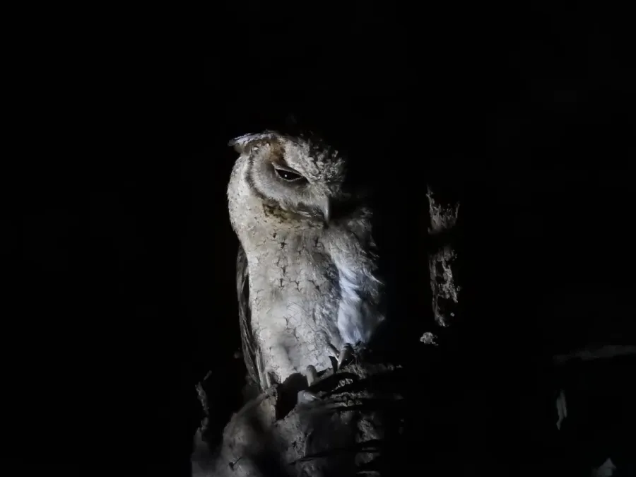 File:Indian Scops Owl Otus bakkamoena Sundarbans 01.jpg