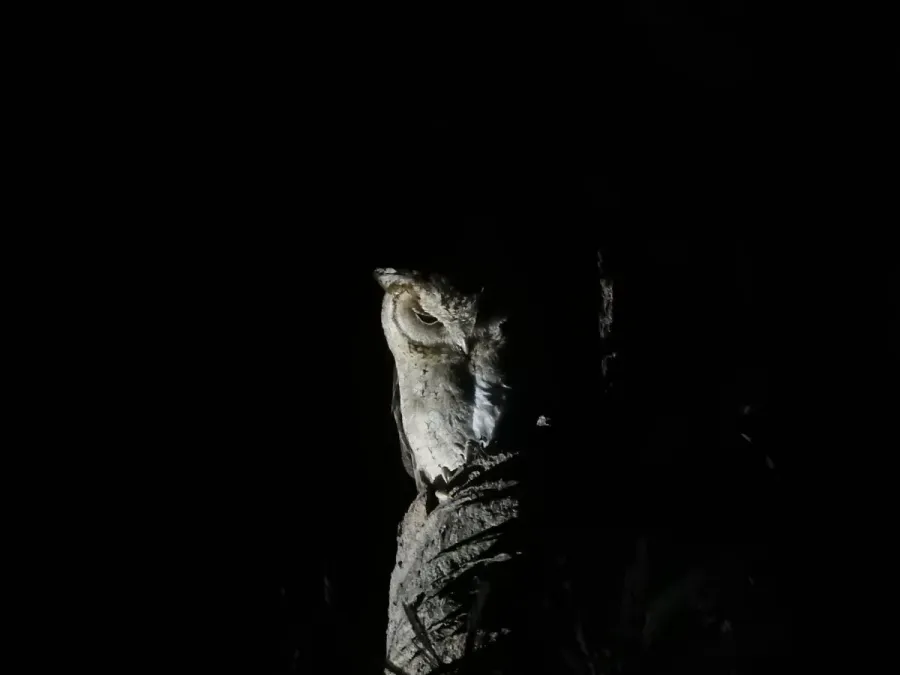 File:Indian Scops Owl Otus bakkamoena Sundarbans 02.jpg