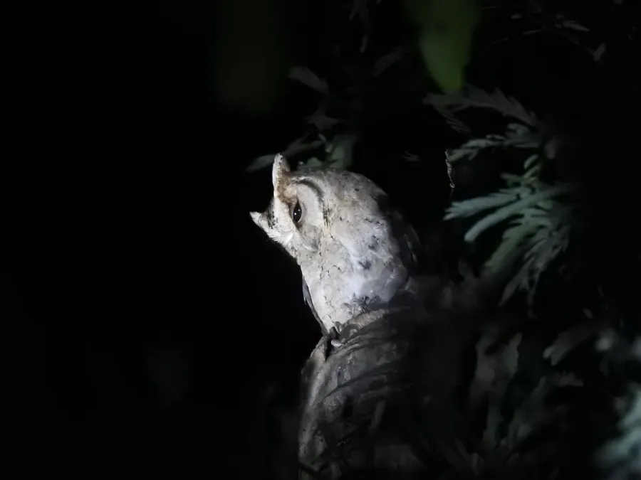 File:Indian Scops Owl Otus bakkamoena Sundarbans 03.jpg