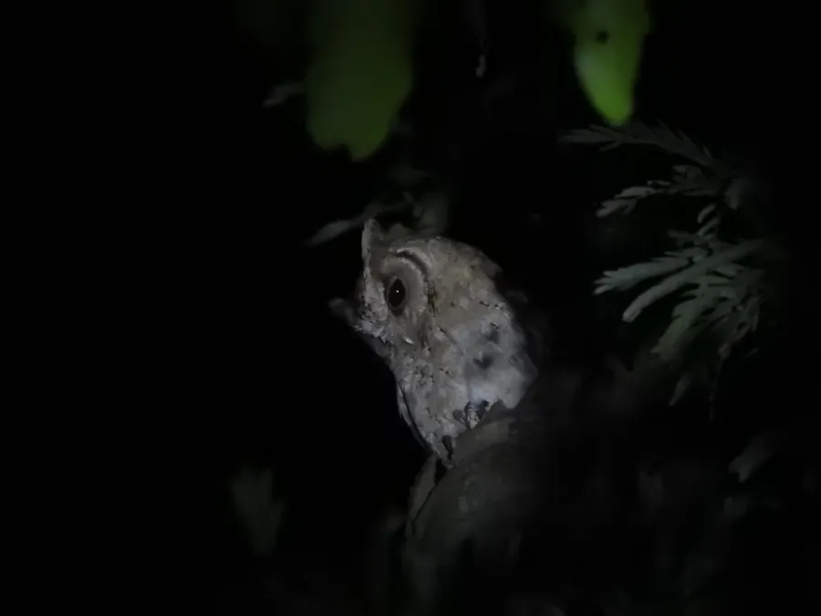 File:Indian Scops Owl Otus bakkamoena Sundarbans 04.jpg