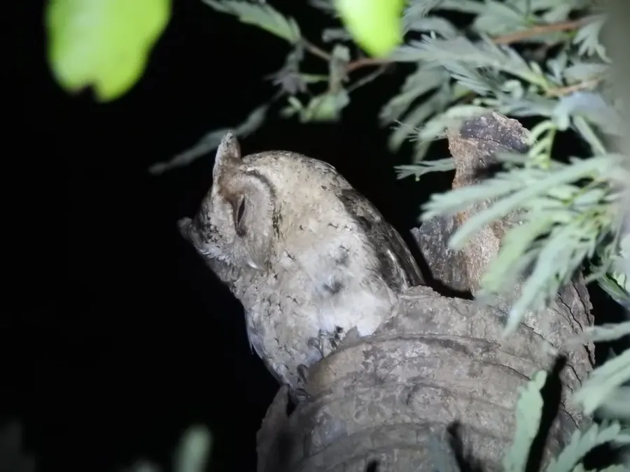 File:Indian Scops Owl Otus bakkamoena Sundarbans 05.jpg