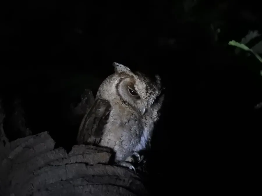 File:Indian Scops Owl Otus bakkamoena Sundarbans 07.jpg