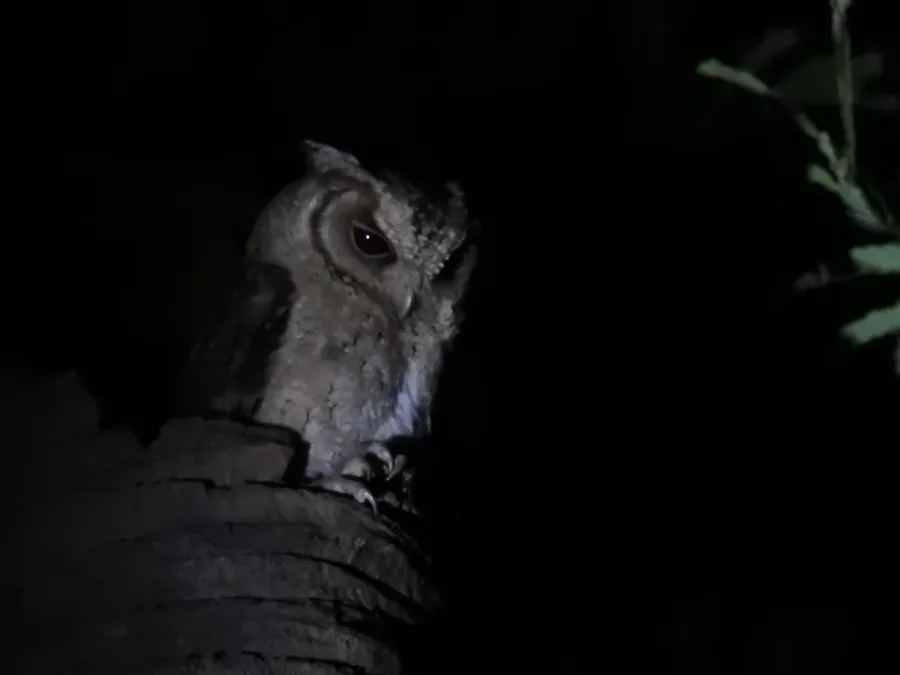 File:Indian Scops Owl Otus bakkamoena Sundarbans 08.jpg