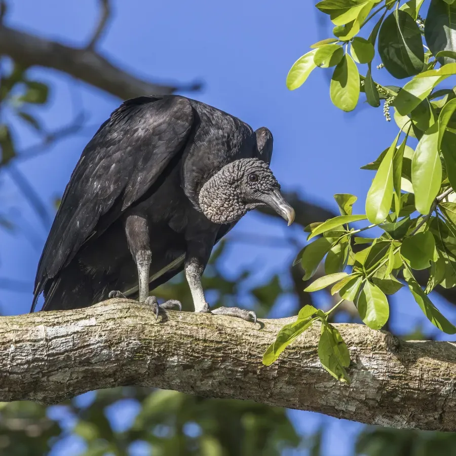 File:Black vulture (Coragyps atratus brasiliensis) Peten.jpg