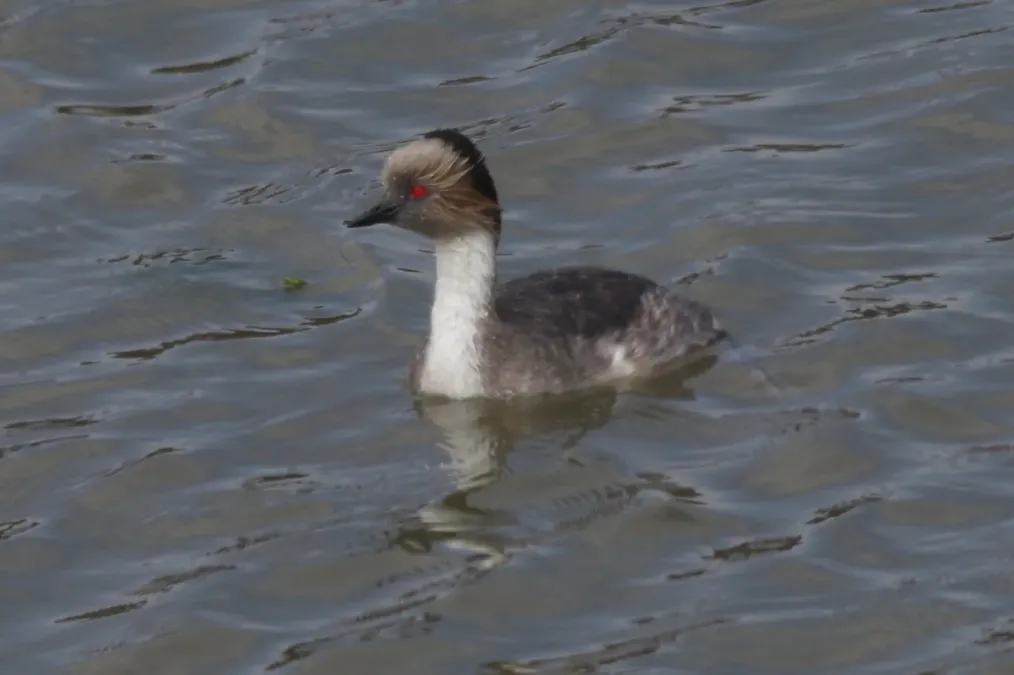 File:Podiceps occipitalis 117507794.jpg