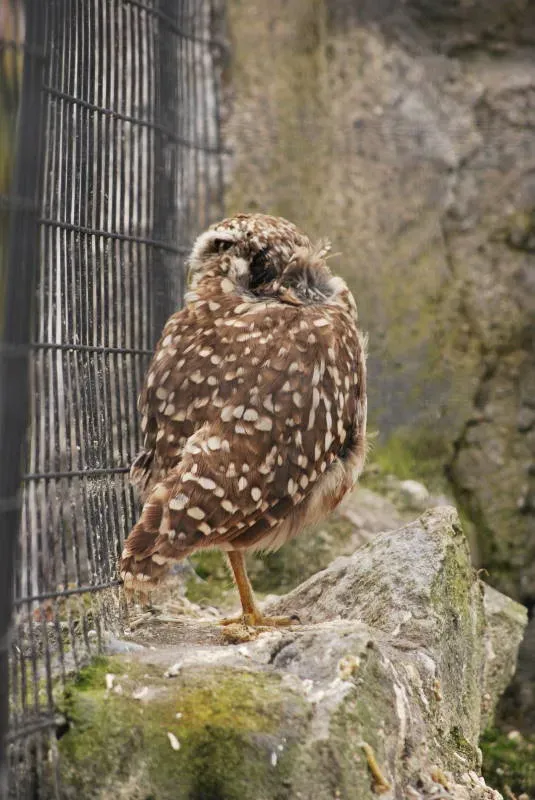 File:Glaucidium peruanum DT -I Parque Condor- (1) (20671093509).jpg