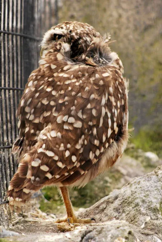 File:Glaucidium peruanum DT -I Parque Condor- (1a) (20235229624).jpg