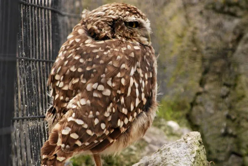 File:Glaucidium peruanum DT -I Parque Condor- (2a) (20857837755).jpg
