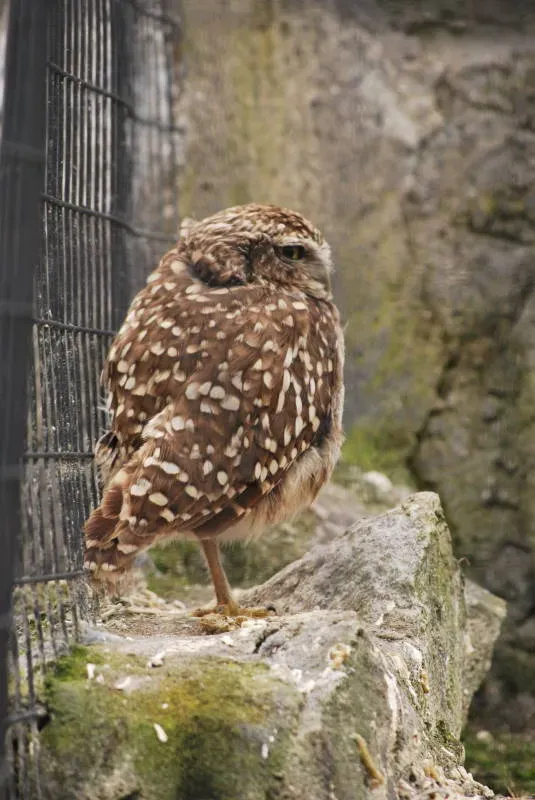 File:Glaucidium peruanum DT -I Parque Condor- (3) (20848224882).jpg
