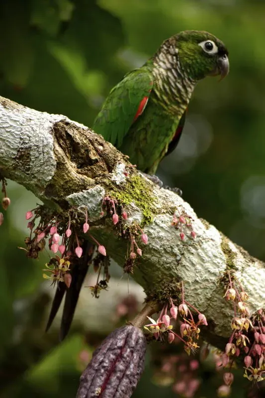 File:Pyrrhura melanura DT -Q Yasuni- (6) (20684313848).jpg