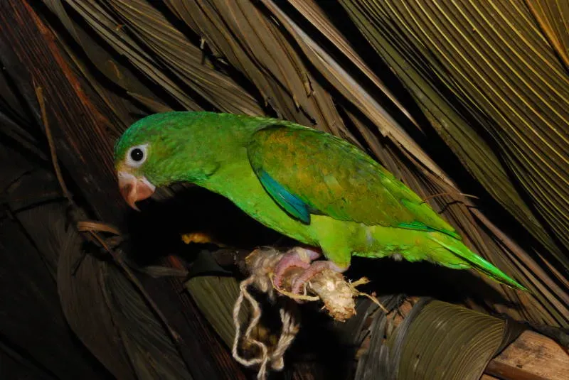 File:Brotogeris cyanoptera DT -Q Yarentaro- 1004 (5) (20855183095).jpg