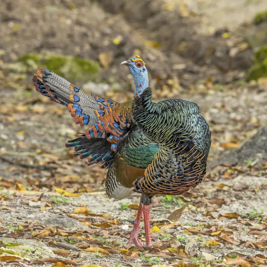 File:Ocellated turkey (Meleagris ocellata) male Peten.jpg