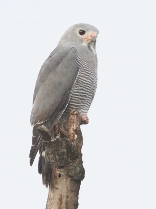 File:Kaupifalco monogrammicus 190287114.jpg