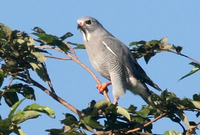 File:Kaupifalco monogrammicus 719675.jpg