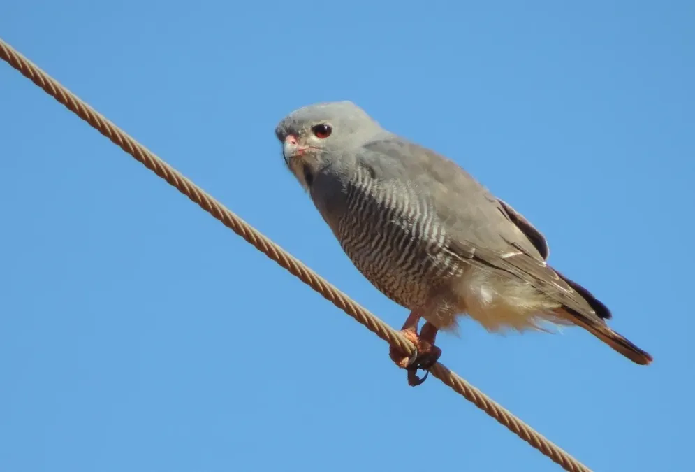 File:Kaupifalco monogrammicus 82705171.jpg