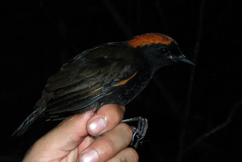 File:Formicarius colma DT -K Pañacocha- (3) (20670931889).jpg