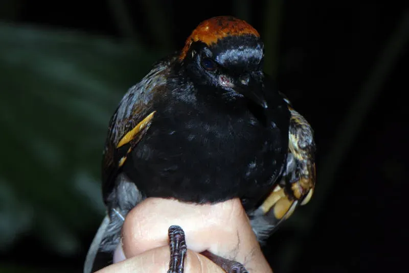 File:Formicarius colma DT -K Pañacocha- (6) (20864847431).jpg