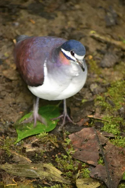 File:Geotrygon purpurata DT -P Milpe-Pachijal- (4) (20865026091).jpg
