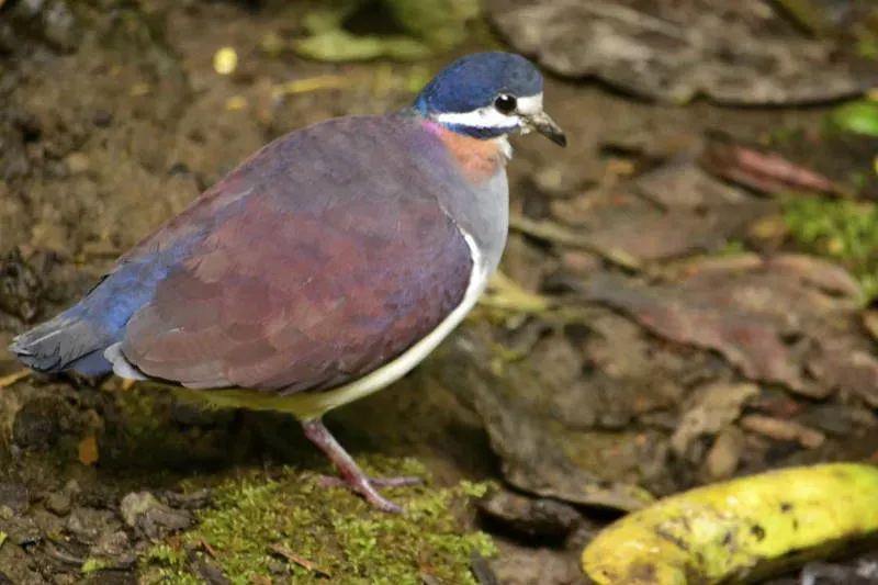 File:Geotrygon purpurata DT -P Milpe-Pachijal- (5) (20848260502).jpg