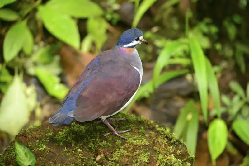 File:Geotrygon purpurata DT -P Milpe-Pachijal- (8) (20669859388).jpg